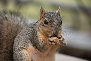 Naklejka na ściany i meble Squirrel Closeup Eating