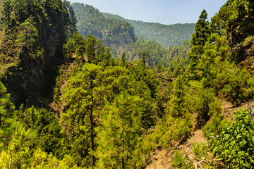 Obraz premium Pine trees in Los Tilos ravine in the La palma Island, western island in Canary Islands,Spain