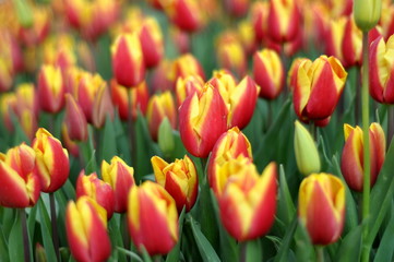Fototapeta premium field of red and yellow tulips