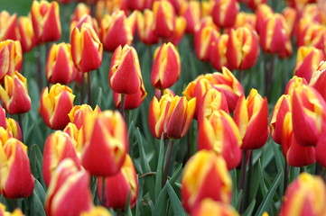 field of red tulips