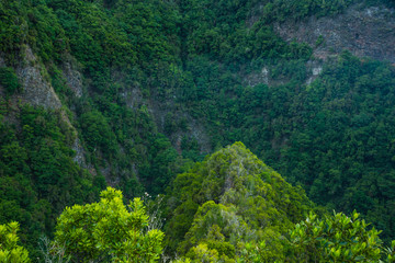 Obraz premium Laurisilva Forest in the Los Tilos ravine, La Palma Island, Canary Islands, Spain