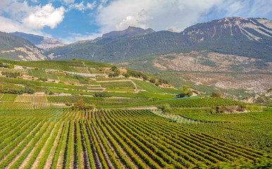 vineyard in switzerland