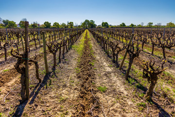 Fototapeta na wymiar Trimmed Vineyard Under a Blue Sky In Portugal