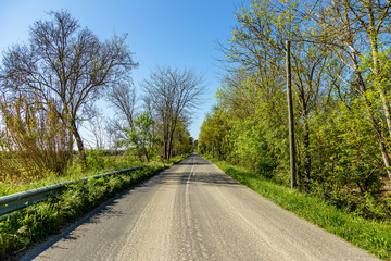 Fototapeta na wymiar Tar Country Road Flanked by Vegetation and Trees Under a Blue Sky