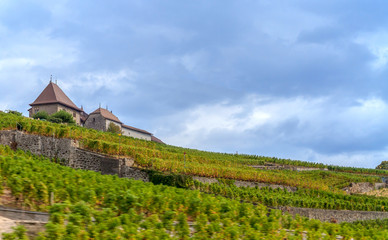 Fototapeta na wymiar vineyard in switzerland