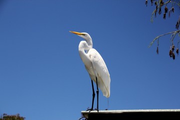 Egret with a blue sky