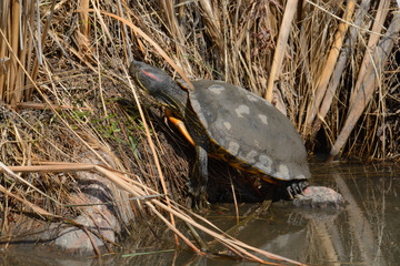Sleeping red-eared slider turtle or Trachemys scripta elegans with closed eyelid on bank of lake...