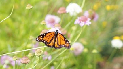 Monarch 1