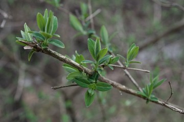 Budding Tree