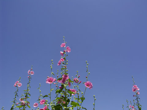 Takuma Shiiba Photos Images Assets Adobe Stock