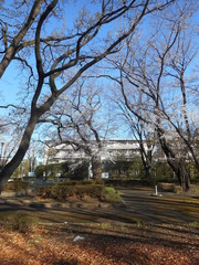 Fototapeta na wymiar 公園の桜