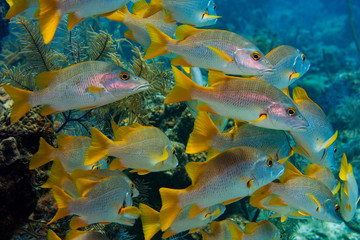 School of Schoolmasters on a beautiful reef in the crystal clear waters of the Turks and Caicos islands.