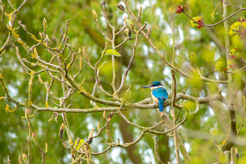 Fototapeta premium Kingfisher bird in tree