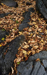 Big rocks and autumn leaves