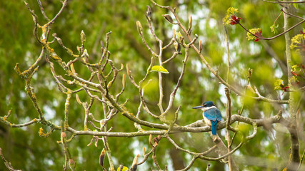 Kingfisher bird in tree