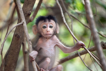 可愛いサル