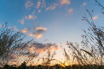 Low angle view of grass with cloudy sky