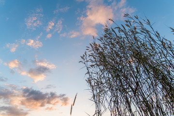 Obraz premium Low angle view of grass with cloudy sky