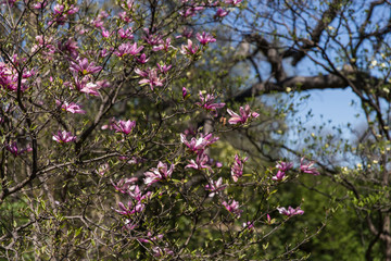 Blooms of Spring