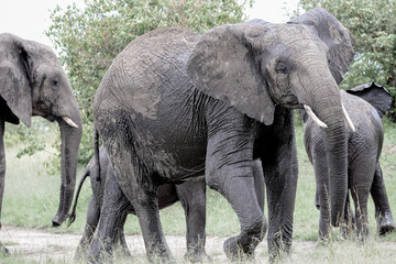Family elephant with baby in Serengeti