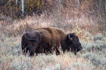American Bison in the Sagebrush Flats of Grand Teton National Park