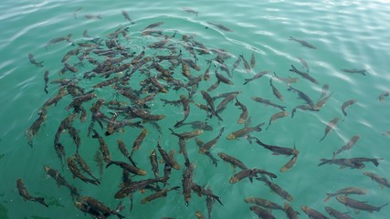Fototapeta na wymiar fish swarm in chiao lan lake in thailand