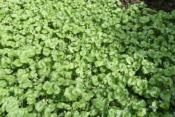 Japanese horseradish (Wasabi) field