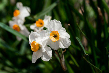 Narcissus 'Salome' Daffodil in Bloom, Spring, Green Blades in Background