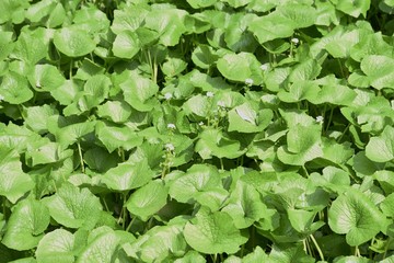 Japanese horseradish (Wasabi) field