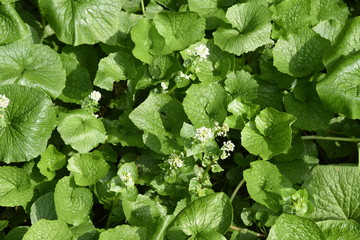 Japanese horseradish (Wasabi) field