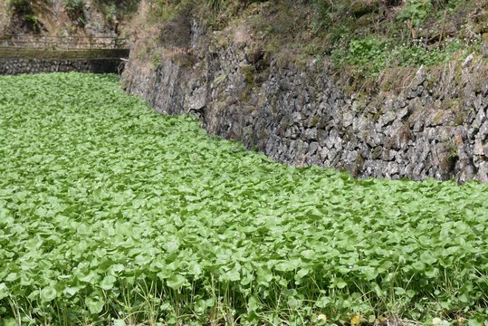 Japanese Horseradish (Wasabi) Field