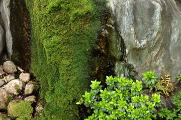 Moss stone of Japanese garden   