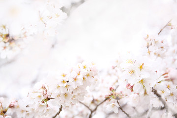 beautiful background of cherry blossom
