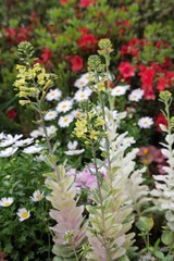 Fototapeta premium 花壇に植えられた花