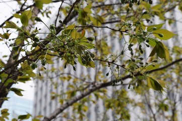 ビルの前のサトザクラ