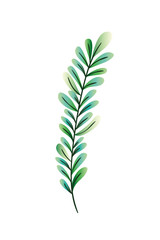 branch with leaf isolated icon