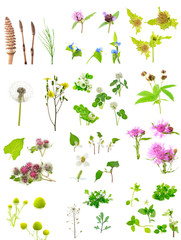 wild flowers and weeds on a white background