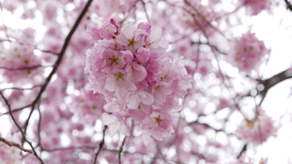 Cherry blossom pink flowers cluster