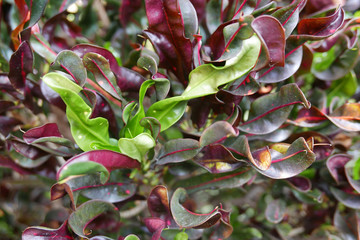 Curly leaves croton detail © Kasnia