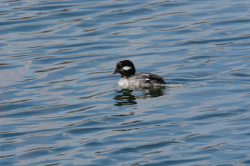 Female bufflehead duck or Bucephala albeola hen swimming in lake with waves