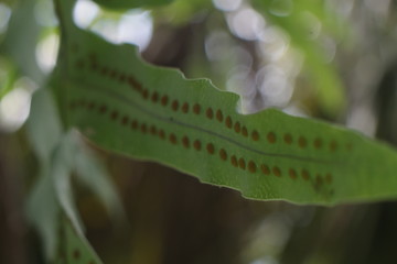 caterpillar on a leaf