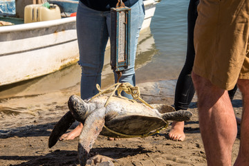 Obraz premium Sea turtle being weighed as a study on turtles in Baja Sur Mexico near magdalena Bay.