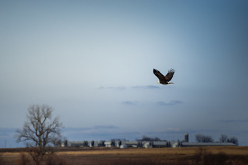 bald eagle in flight