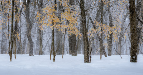 trees in winter in the woods