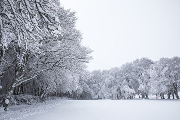 雪に覆われた草原と木々