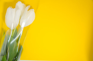 white tulips with copy space