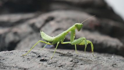 Green Praying Mantis walking