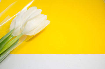 white tulips with copy space