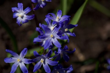 closeup of blue flower