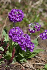 purple flowers in the garden